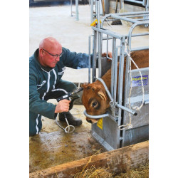 Fahrbarer Fang- und Behandlungsstand für Kälber