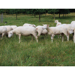 2 m Doppelte Raufe auf Füssen für Schafe und Ziegen